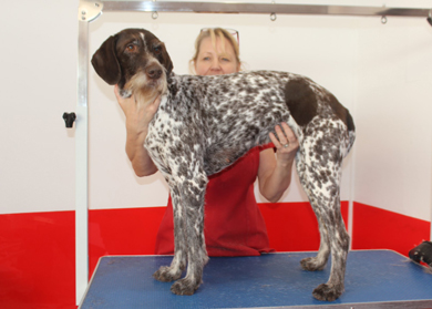 dog being groomed by a professional in a pet salon with a clean background and attentive care