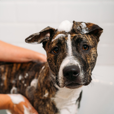 dog in bath being washed with soap and suds showing a clean pet grooming experience and a happy dog